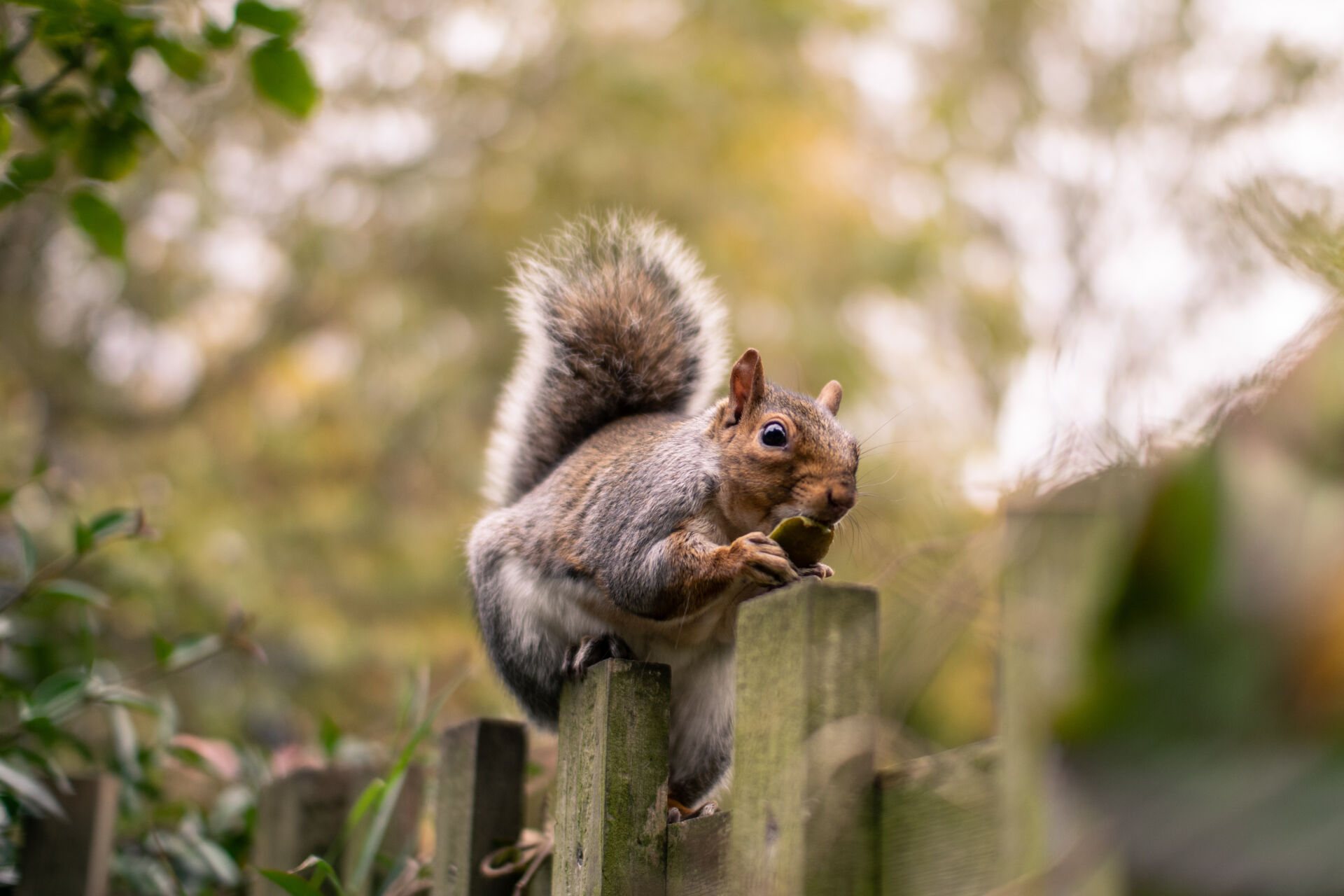 Professional squirrel deterrent solutions