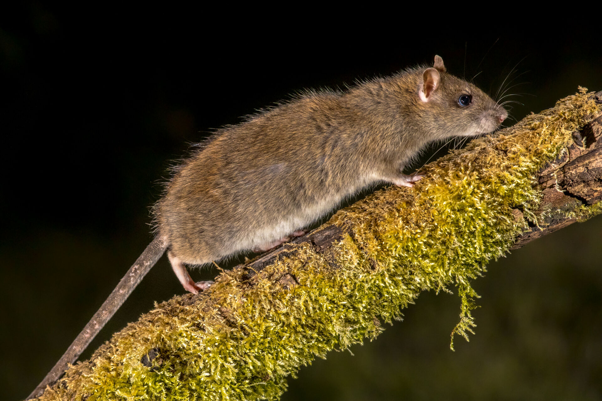 Rat control technician using traps