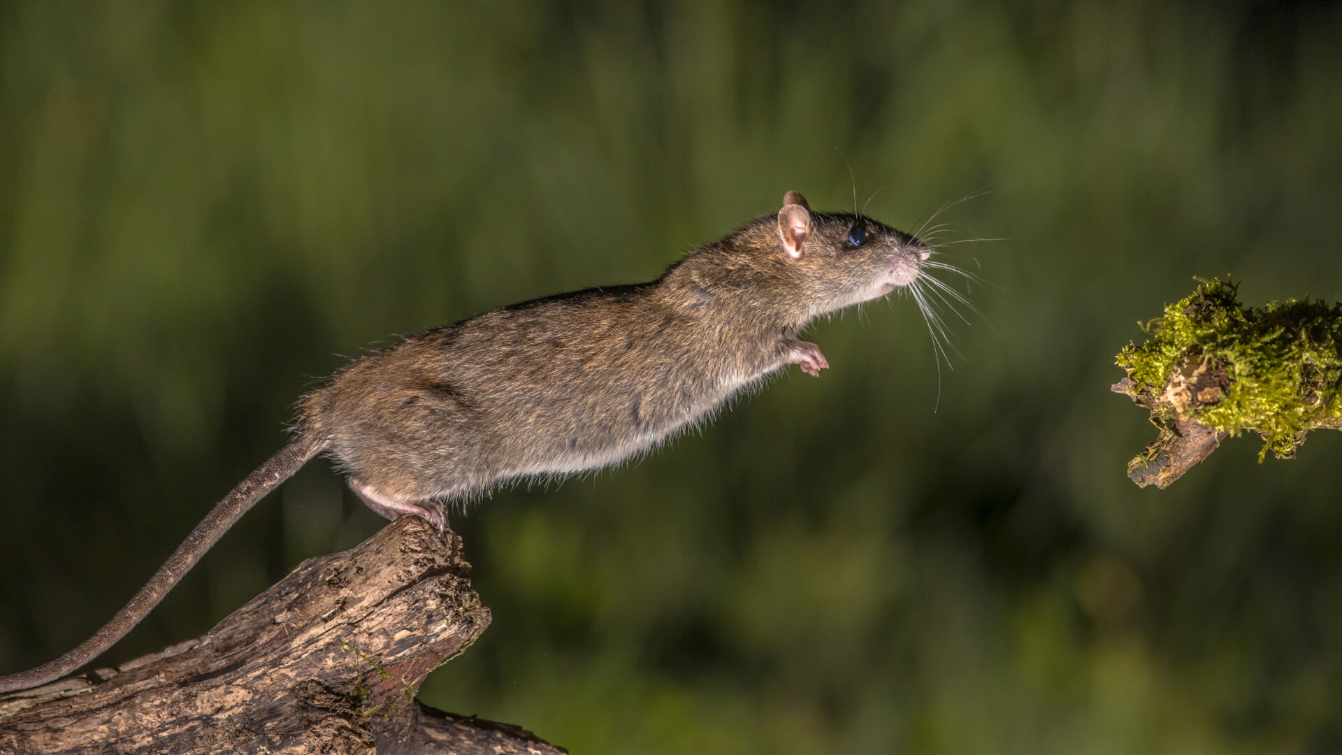 Rat baiting and monitoring systems