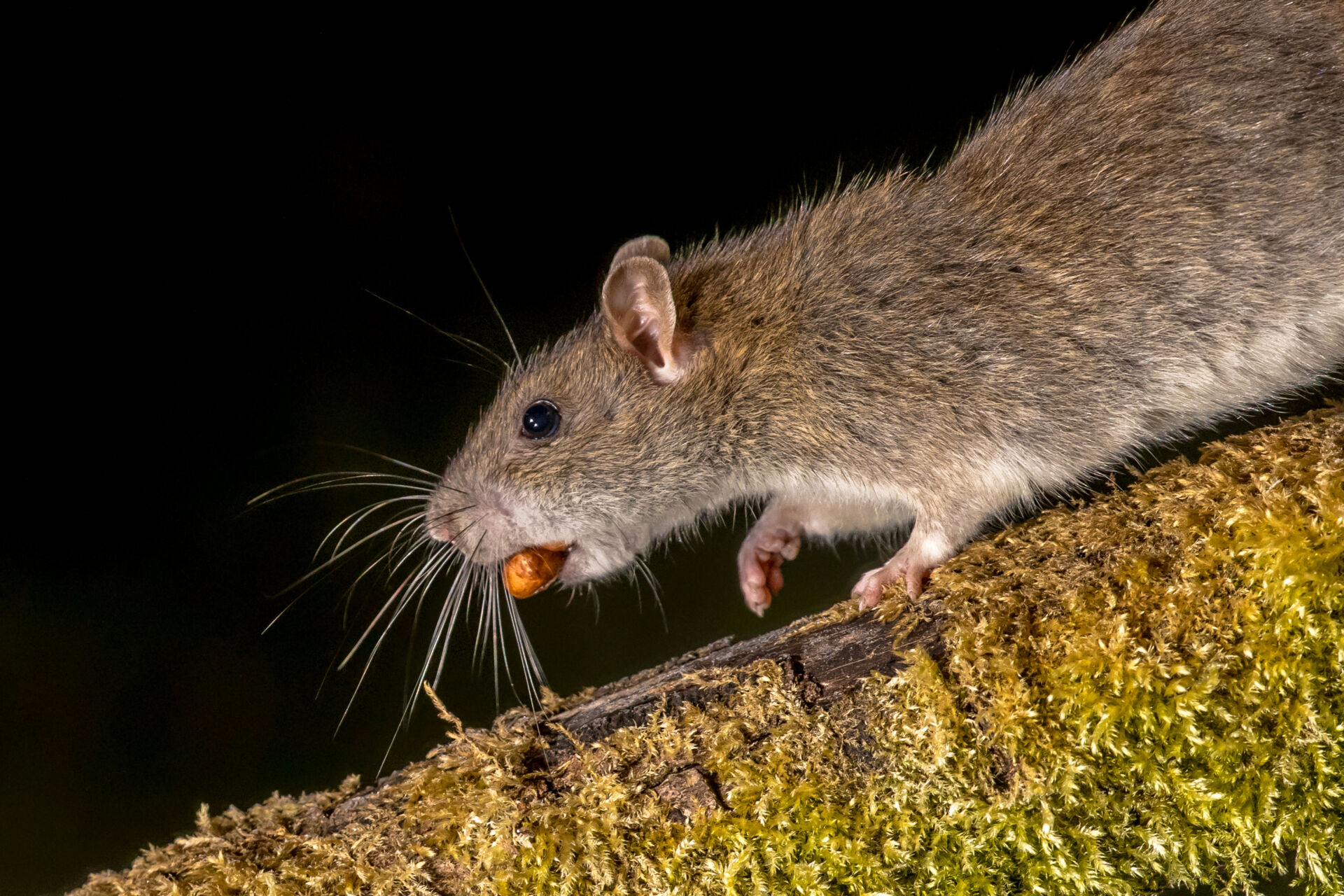 Farm rat management professionals